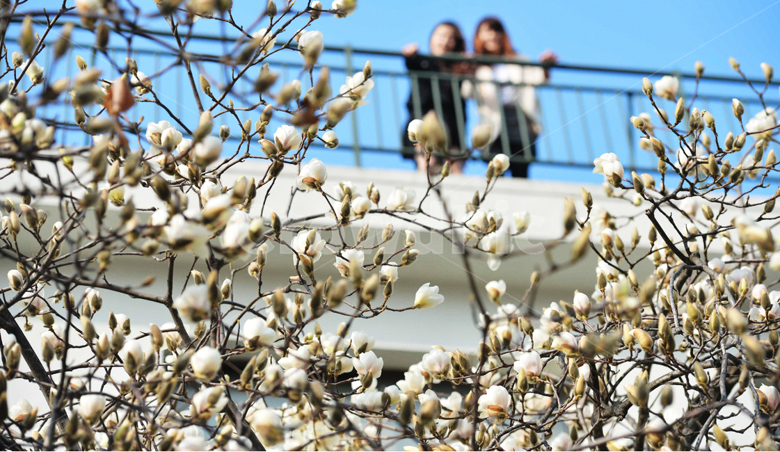 봄,목련,꽃,flower,magnolia,spring,봄,계절,spring,season,식물,자연,plants,nature,꽃,flower