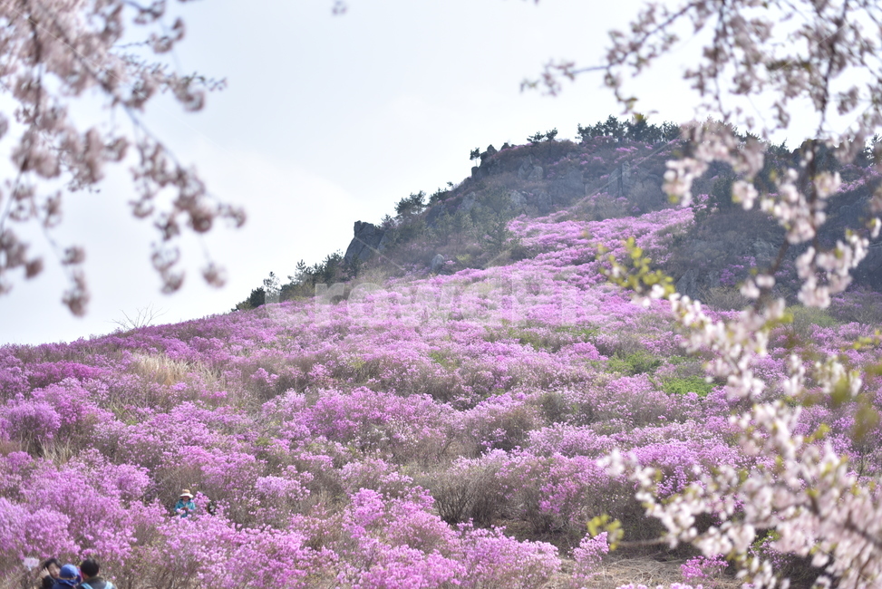 진달래,진달래꽃,풍경,벚꽃,대금산,거제,blossom,flower,plant,식물,꽃,산행,산,봄,5월,분홍색,자연,풍경,nature,landscape,식물,plants,꽃,flower
