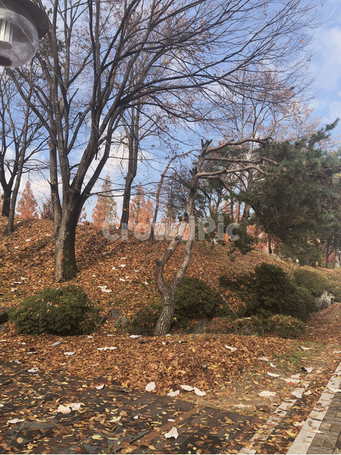 가을,단풍,나뭇잎,풍경,나무,쓸쓸함,가을,계절,fall,autumn,season,ground,바닥,tree,plant,식물