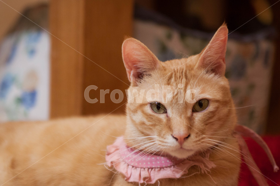 고양이,cat,동물,animal,반려동물,반려묘,고양이카페,catcafe,입양,유기묘,동물,animal,포유류,mammal,고양이,cat,kitten,kitty
