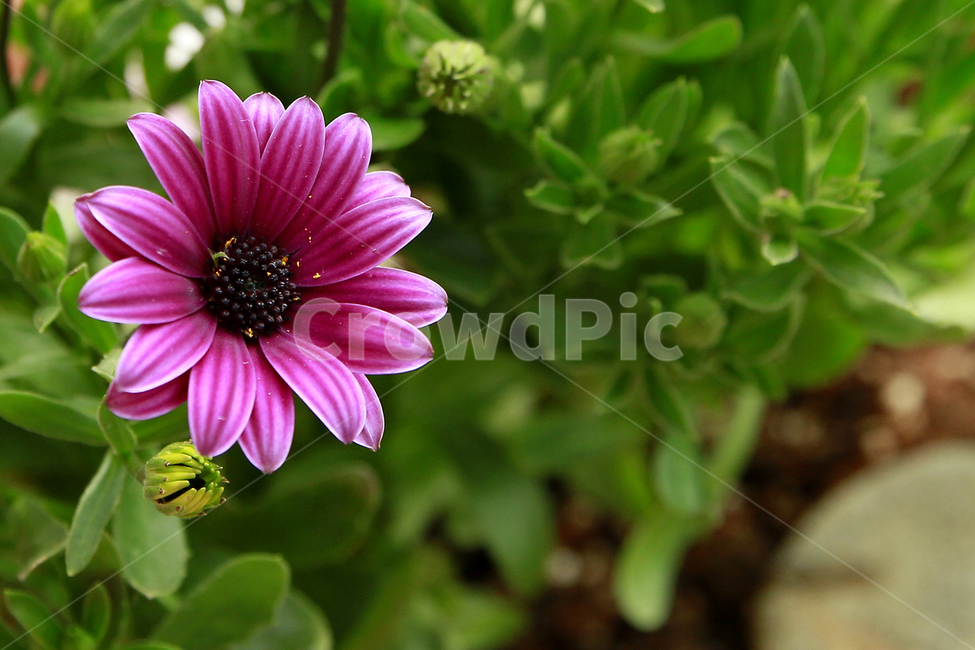 봄,가드닝,데모루후세카,화분,홈가드닝,취미,식물키우기,식물,자연,plants,nature,꽃,flower