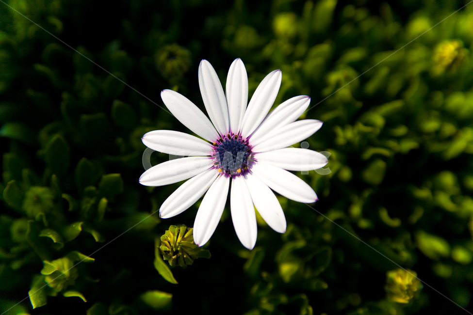 식물,꽃,데이지,daisies,plant,blossom,가을꽃,봄꽃,봄,식물,자연,plants,nature,꽃,flower