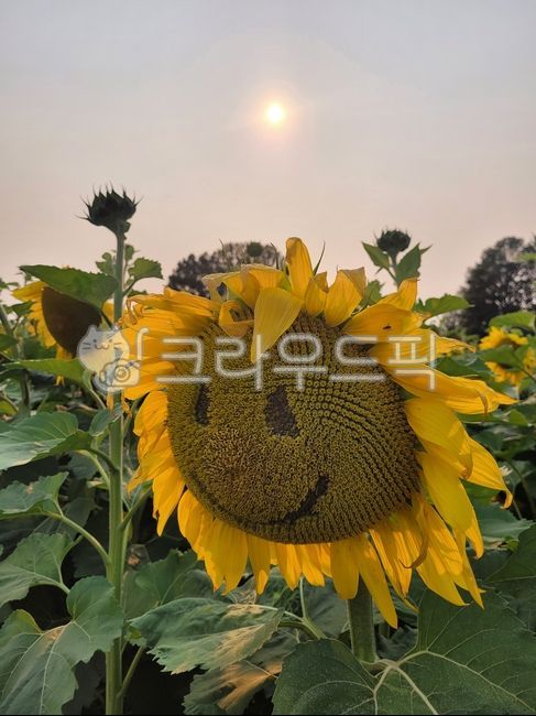 해바라기,sunflowers,꽃,웃음꽃,해바라기꽃,해바라기밭,노란색,노란꽃,sun,sunflower,flower,flowers,여름,여름꽃