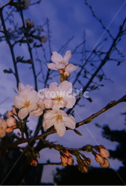꽃,벚꽃,나무,식물,봄,하늘