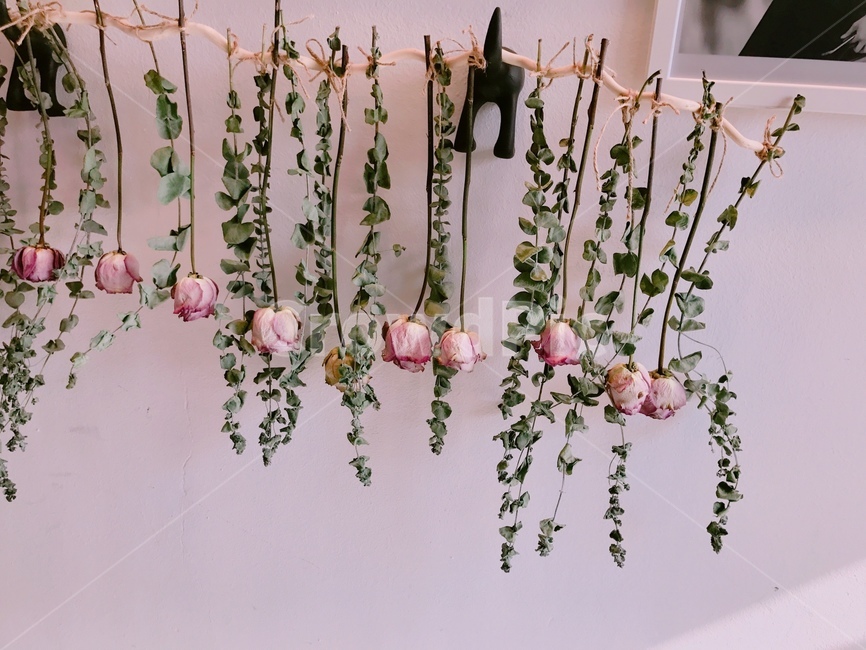 plant,식물,blossom,꽃,flower,파스텔,pastel,분홍,핑크,pink,잎,leaf,장식,분위기,decoration,데코,mood