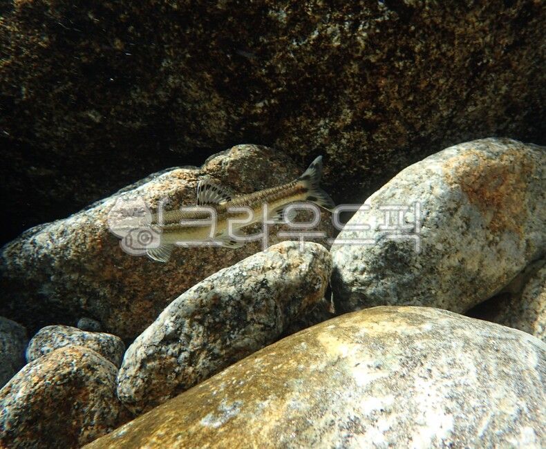 쉬리,물고기,수중촬영,수중,헤엄치는,민물고기,고기,생선,작은물고기,자연,돌,역동적인,평온한,fish,peaceful,underwater