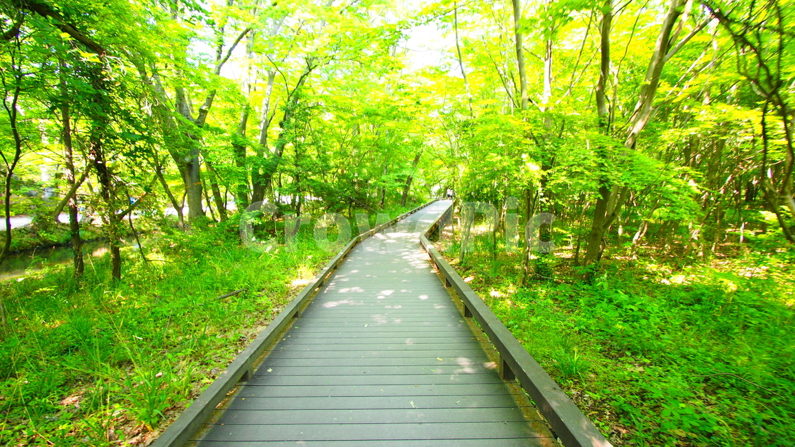 산책,나무,자연,숲,초록색,tree,forest,nature,green,자연,풍경,nature,landscape,boardwalk,산책로,bridge,다리,building,건물,path,통로