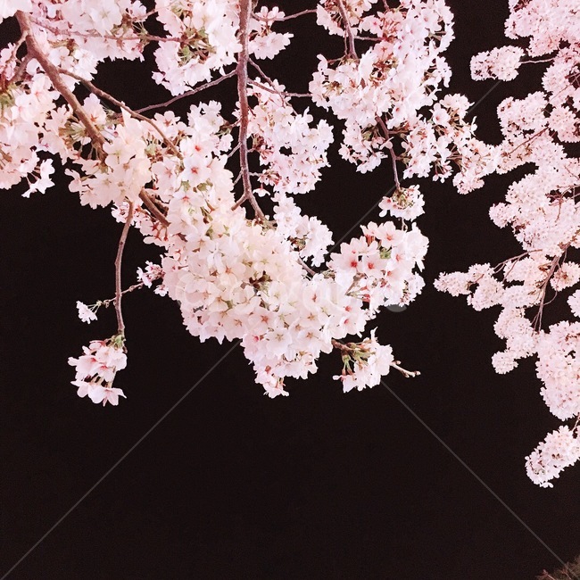 벚꽃,밤,밤벚꽃,봄,벚꽃엔딩,봄,계절,spring,season,plant,식물,flower,꽃,blossom