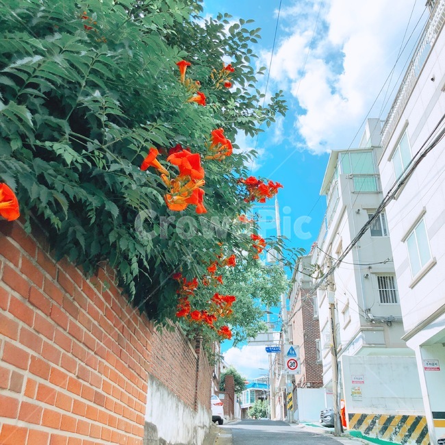 골목길,담장,오르막길,낮,동네