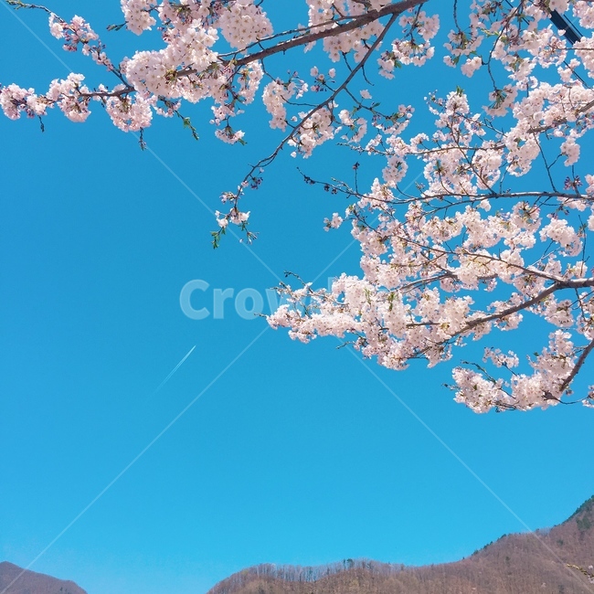 봄,벚꽃,하늘,비행기,민들레,spring,감성,힐링,위안,봄,계절,spring,season,꽃,flower,plant,식물,blossom