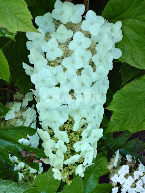 수국,자양화,간판수국,아탑수구,나무,꽃,마른꽃,식물