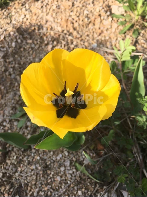 식물,꽃,튤립,노란튤립,노란색,봄,계절,spring,season,식물,자연,plants,nature,꽃,flower,plant