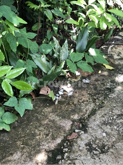 자연,식물,잎,plant,leaf