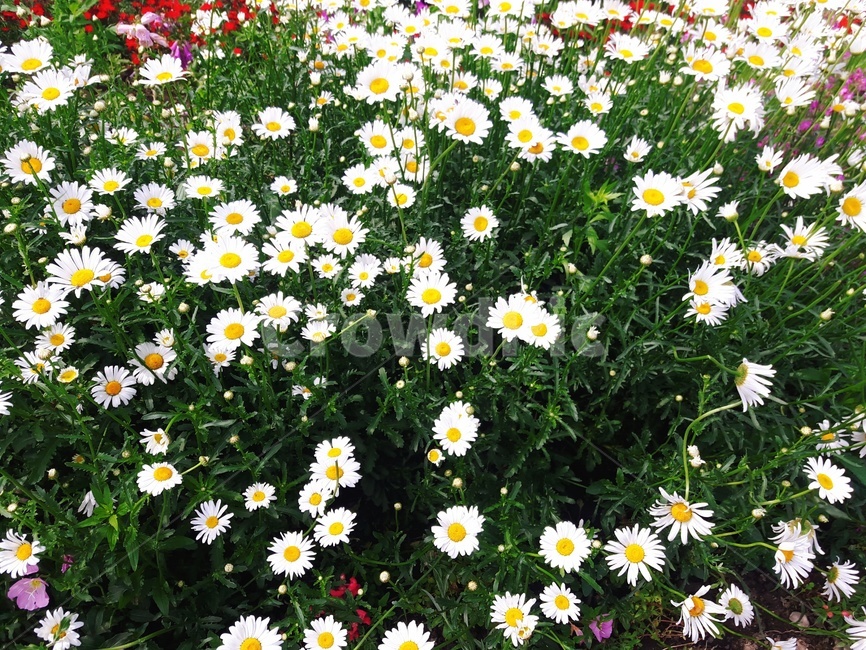 꽃,봄,식물,flower,spring