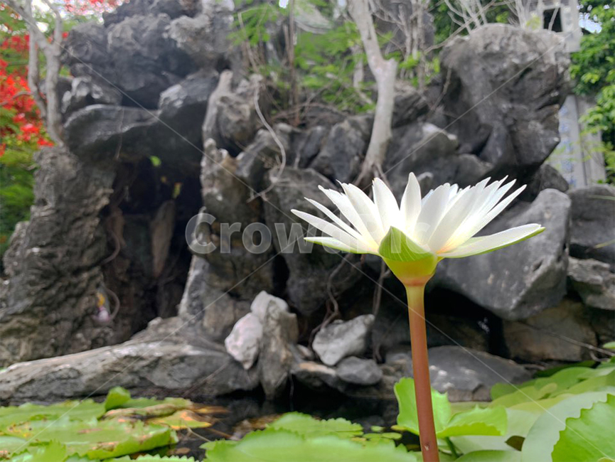 식물,plant,blossom,flower,꽃
