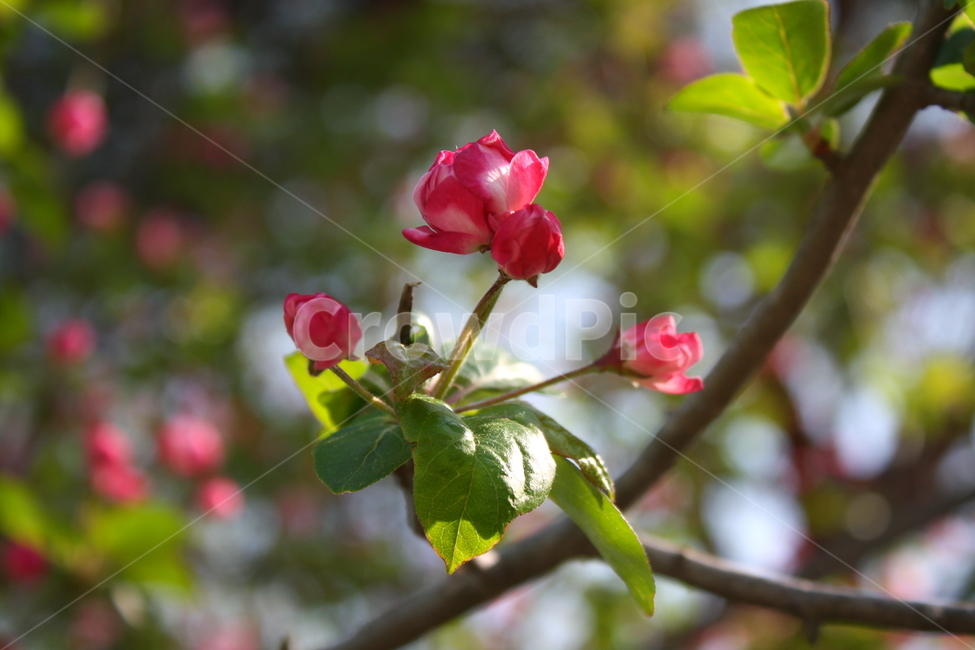식물,꽃,plant,flower,blossom,식물,자연,plants,nature,꽃,flower