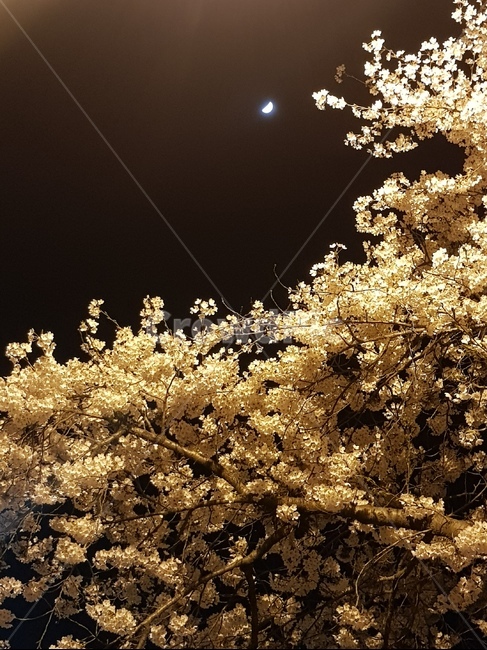 벚꽃,밤벚꽃,봄,봄꽃,꽃