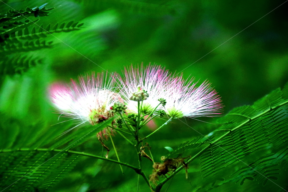 꽃,식물,자연,풍경,계절,식물,자연,plants,nature,꽃,flower