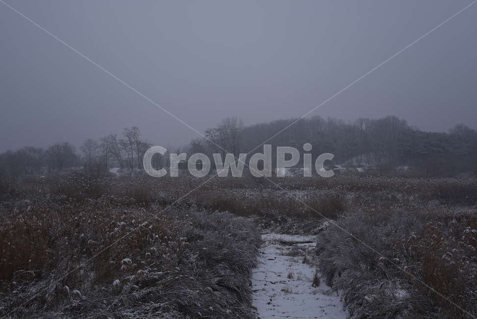 nature,자연,안개,들,겨울,눈,snow,winter,풍경,도랑,ditch,겨울,계절,winter,season