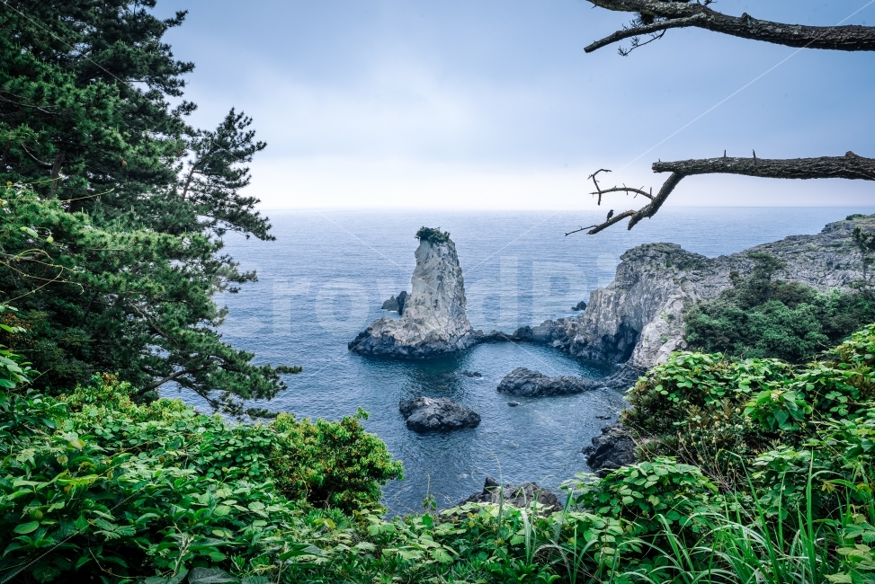외돌개,서귀포,제주,제주도,한국,나무,풀,자연,관광,여행,풍경,바다,해안,바위,돌,하늘,나뭇가지,새,자연,풍경,nature,landscape,한국자연풍경,한국자연경관,korea nature landscape,제주도,jeju,jeju island,outdoors,옥외,plant,식물
