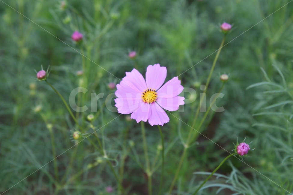 꽃,코스모스,코스모스꽃말,수줍은소녀,살사리꽃,고향,향수,소풍,피크닉,picnic,cosmos,flower,pink,white,들꽃,하늘하늘,여린,연약한,감성적인,아름다운,감성사진,풍경사진,한국여행,가을소풍,봄소풍,가을여행,국내여행,꽃사진,들판,청순함,청초한,부드러운,기분좋은,가을,계절,fall,autumn,season,식물,자연,plants,nature,꽃,flower,plant,daisy,데이지,daisies,blossom