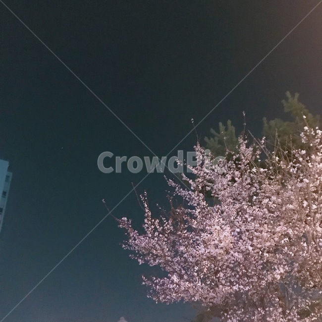 벚꽃,동네벚꽃,밤벚꽃,하늘벚꽃,벚꽃나무,봄,계절,spring,season,plant,식물