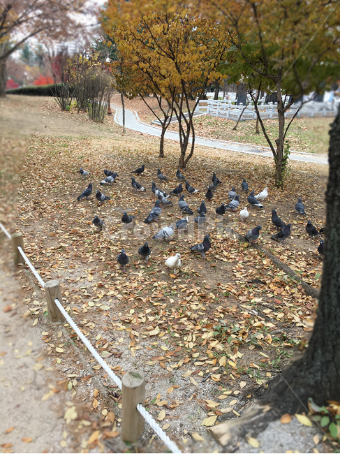 보도,walkway,sidewalk,풍경,scenery,나무,tree,나무줄기,treetrunk,낙엽,deciduous,잎,leaf,생활,life,공원,park,바닥,땅,ground,floor,flooring,식물,plant,통로,path,길,road,흙길,dirtroad,새,bird,동물,animal