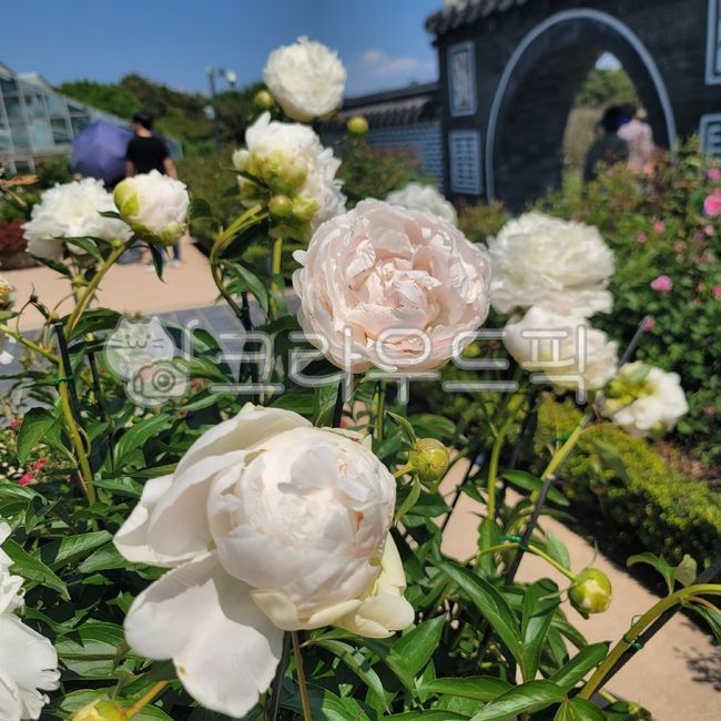 flower,꽃,rose,장미,꽃잎