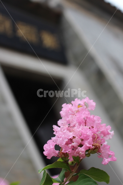 꽃,색감,아웃포커싱,세로,중국