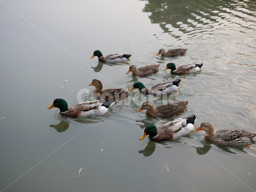 오리,청둥오리,animal,동물,duck,mallard,물새,동물,animal,조류,새,birds