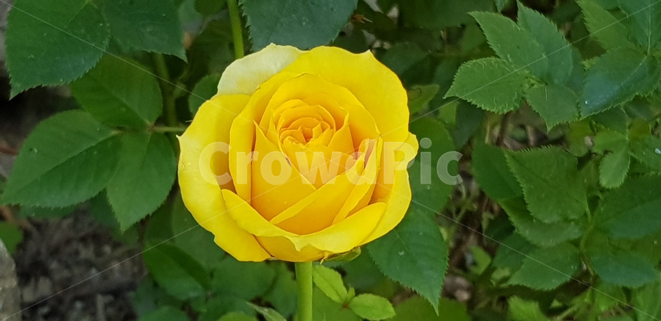 장미,장미꽃,꽃,자연,노란색,노랑색,노랑,노란,노란장미,노랑장미,rose,한송이,꽃한송이