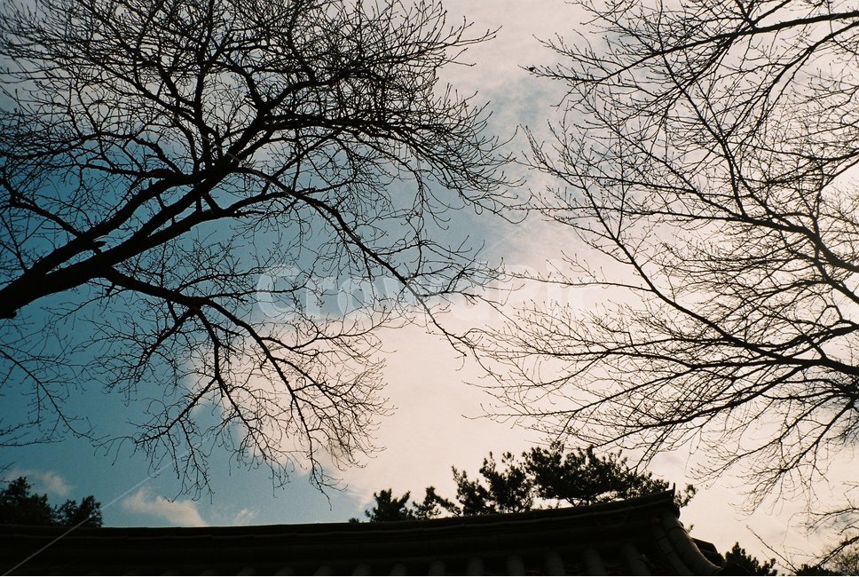 하늘,나무,구름,지붕,풍경,배경,background,필름카메라,필름,감성사진,감성,자연,풍경,nature,landscape,tree,plant,식물
