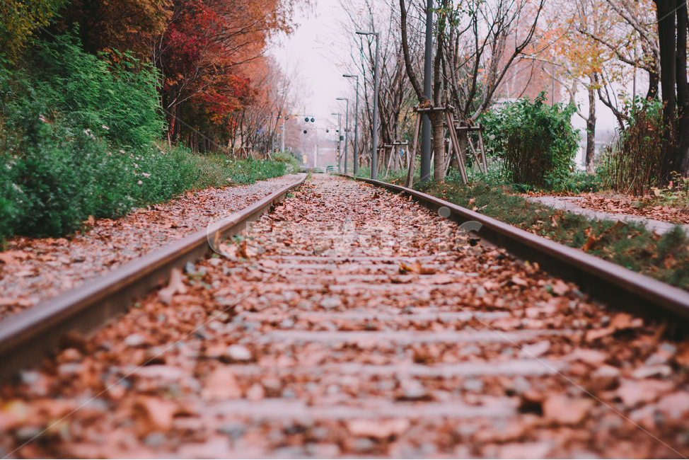 철길,낙엽,단풍,나무,폐철길,철도,선로,기찻길,가을,계절,fall,autumn,season,교통,교통수단,traffic,transportation,rail,레일,train track,railway,dirt road,흙길,gravel,자갈,road,도로