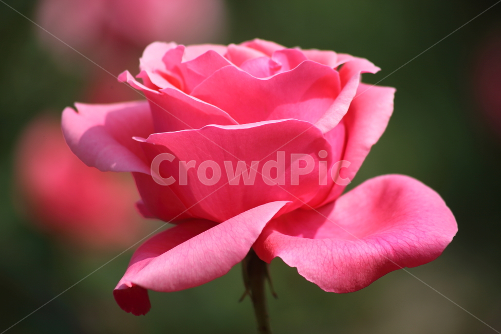 장미,꽃,봄,정원수,rose