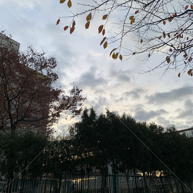 나무,낙엽,가을,건물,하늘