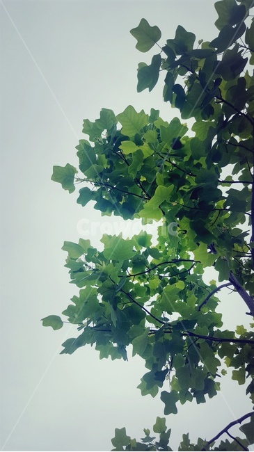 잎,식물,나무,여름,계절,초록,하늘,leaf,plant,tree