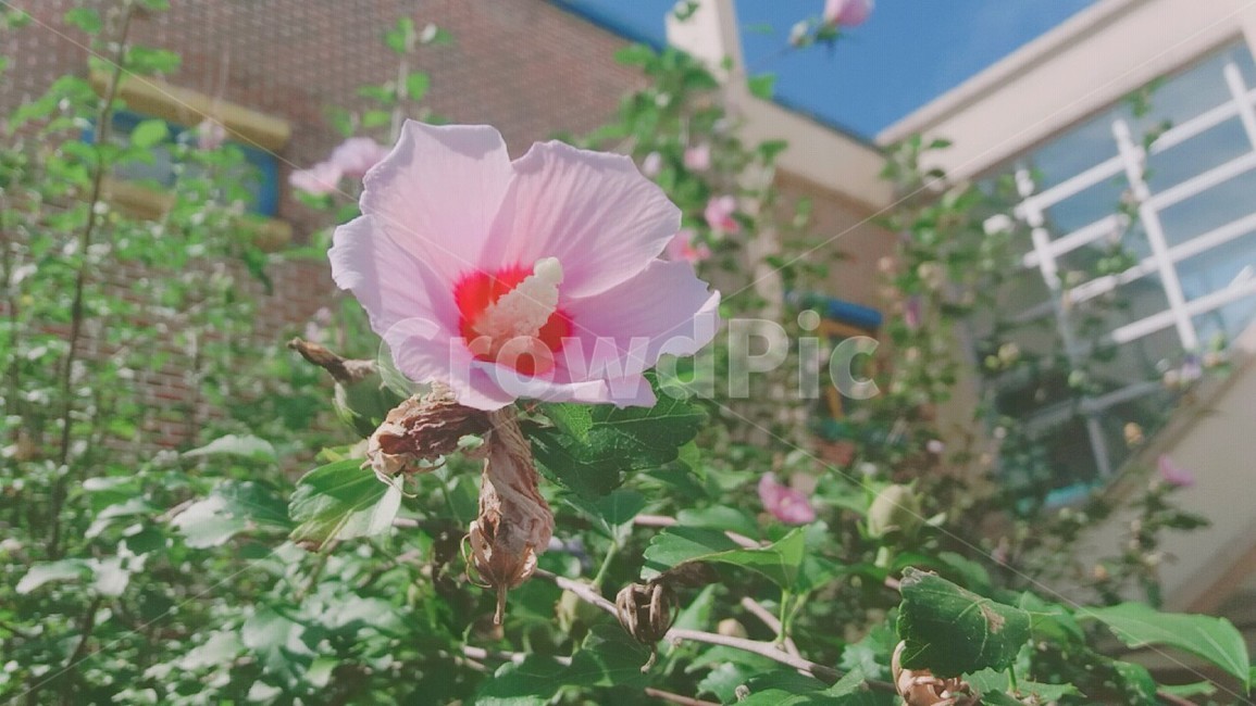 무궁화,봄,화사함,꽃한송이,푸름,분홍꽃,초록잎