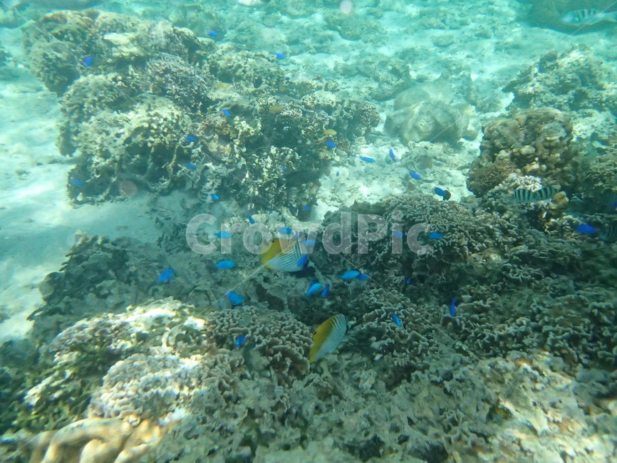 일본,japan,오키나와,okinawa,바다,sea,물고기,fish,snorkeling,스노쿨링