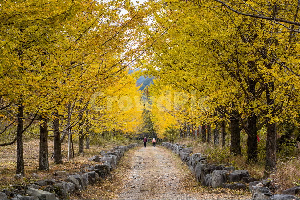 은행나무,은행나무숲,은행나무길,은행잎,산책,부부,노부부,가을,계절,fall,autumn,season,자연,풍경,nature,landscape,gravel,자갈,dirt road,흙길,road,도로,ground,바닥,plant,식물,tree,나무
