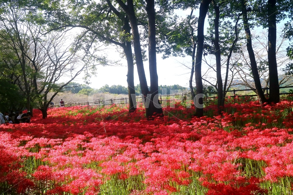 plant,식물,꽃,꽃밭,나무,자연,nature,flowers,tree,가을,autumn,무릇꽃
