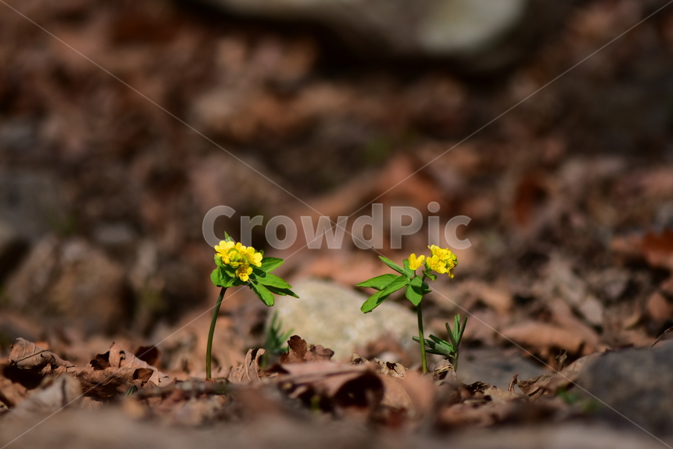 한계령풀,야생화,봄,꽃,풀꽃,자연,식물,식생,plants,nature,spring,season,flower