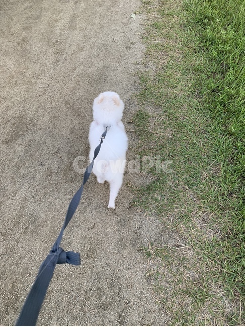 귀여운,강아지,산책,강아지산책,뒤뚱