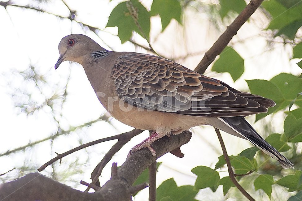 동물,조류,비둘기,멧비둘기,새,탐조,동물,animal,조류,새,birds