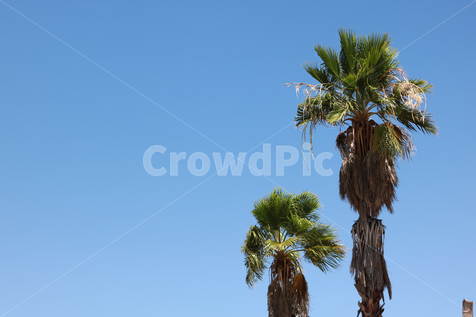 plant,식물,tree,나무,arecaceae,palmtree,야자수,열대식물,식물,자연,plants,nature,나무,trees,wood