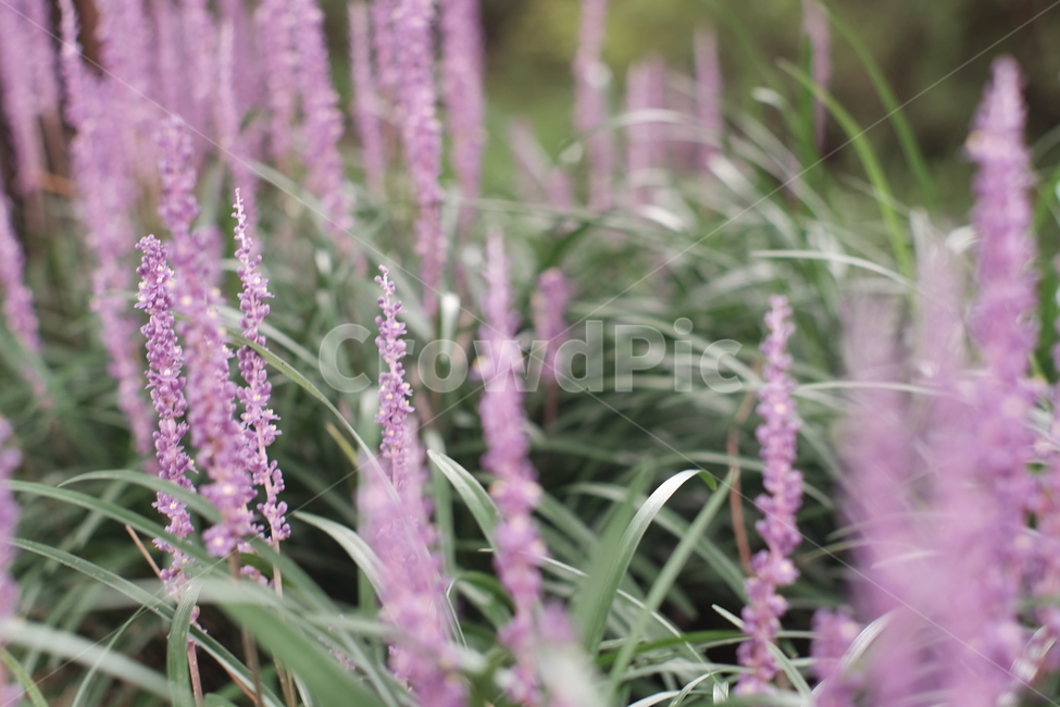 맥문동,보라색꽃,꽃,flower,여름꽃,맥문동꽃,식물,자연,plants,nature,꽃,flower