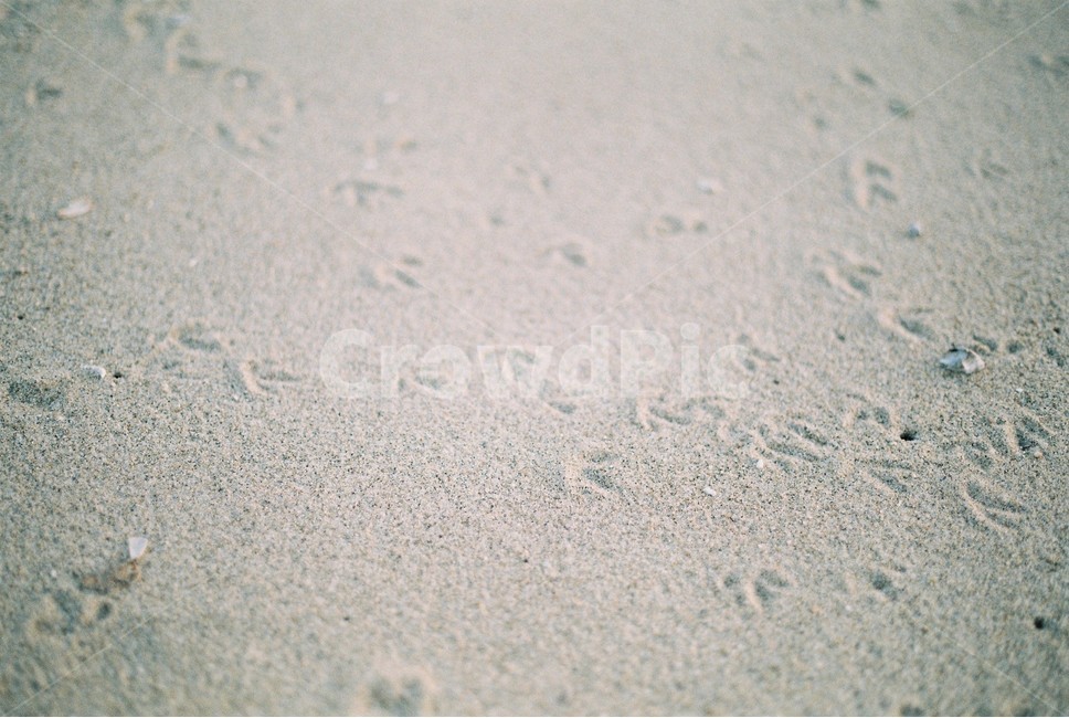 서천,모래사장,모래,새발자국,새,필름카메라사진,sand,footprint,footprintofbirds,해변,바다,beach,sea