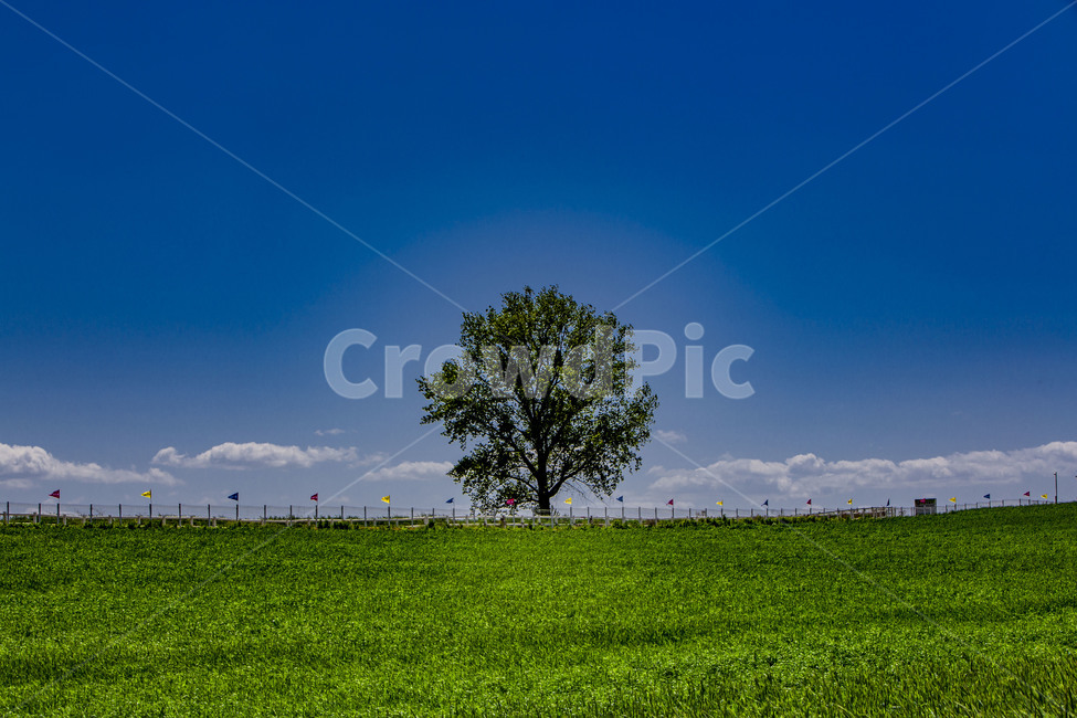 green barley,cloud,sky,Anseong Farm Land,zelkova tree,outcast tree,land mark,Tourist destination,grassland