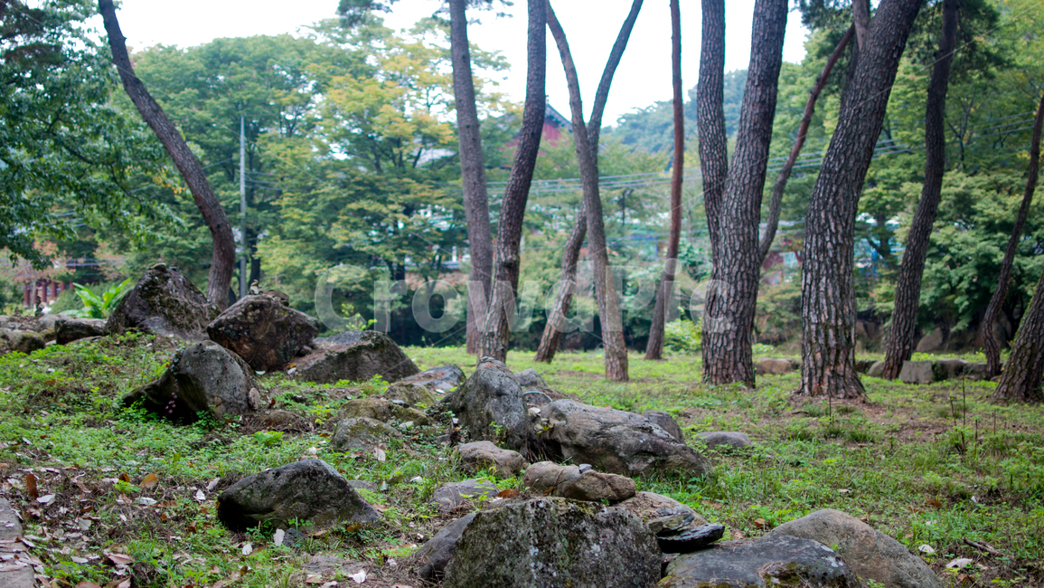nature,자연,돌,풀,나무,plant,green,자연,풍경,nature,landscape,ground,바닥,tree,식물,tree trunk,나무 줄기