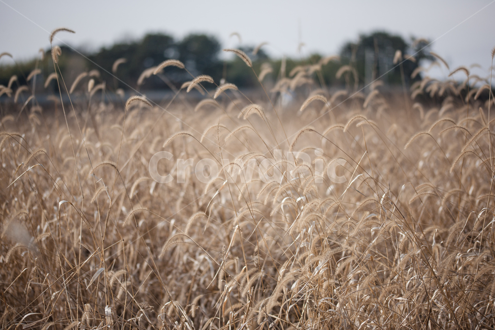 들풀,강아지풀,겨울,들,foxtail,wild,자연,풍경,nature,landscape,식물,plants,grass,잔디,plant,lawn,reed,갈대
