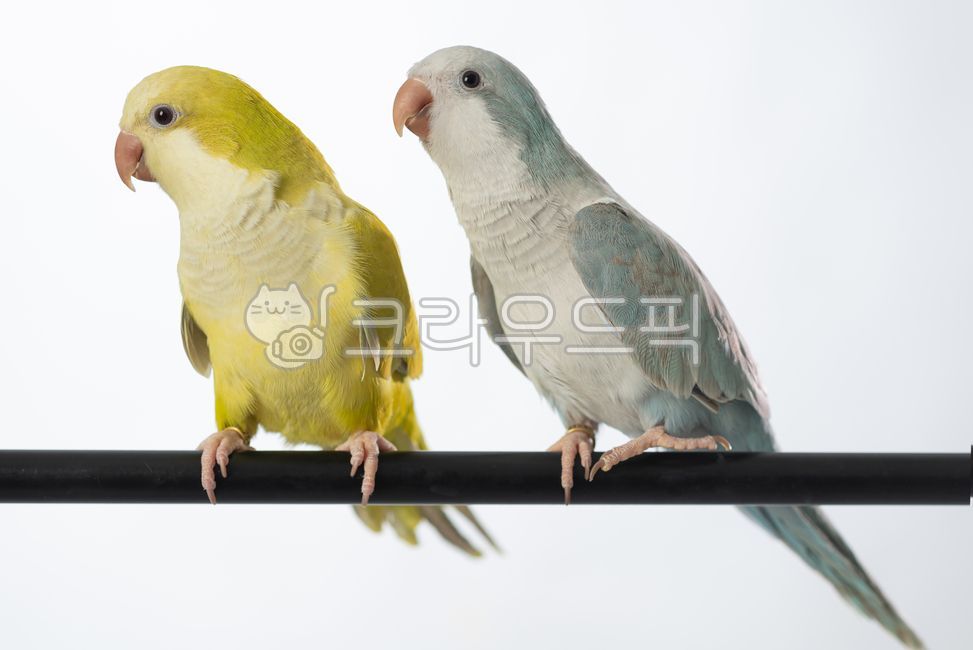 앵무새, 잉꼬, parakeet, 새, bird, 사진,이미지,일러스트,캘리그라피 - Njsi0427작가